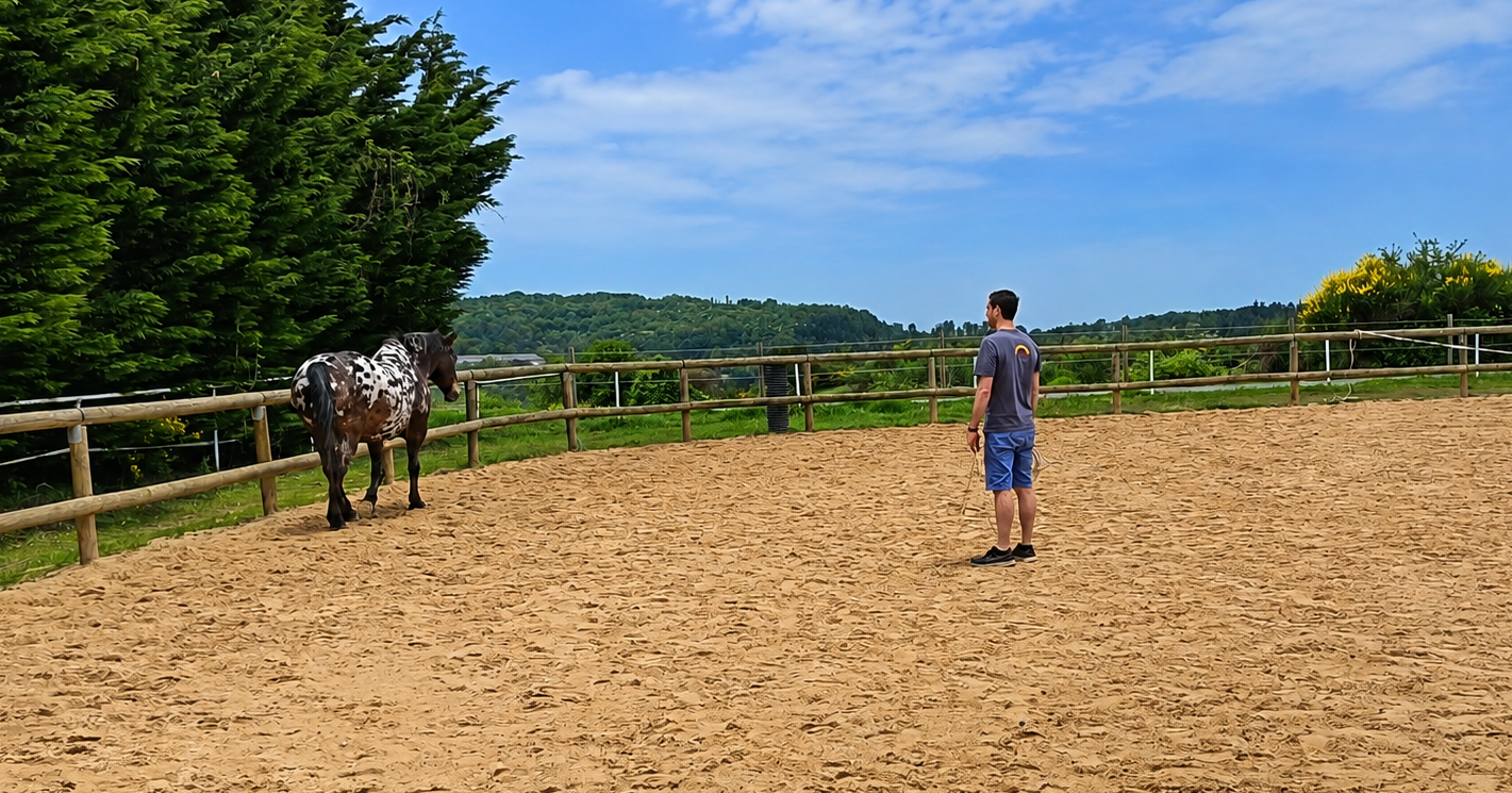 Séance d'équicoaching au contact des chevaux en pleine nature