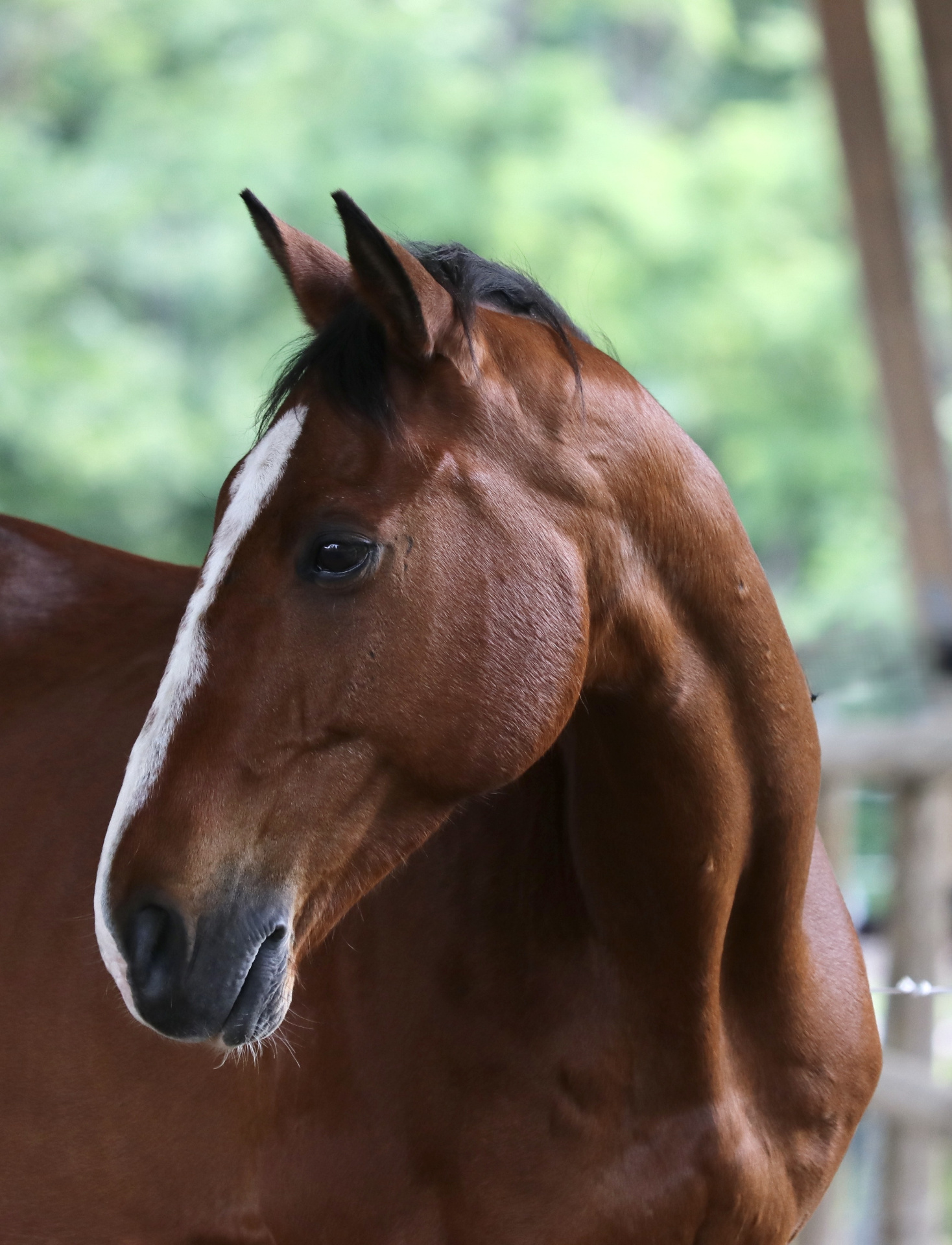 Cheval dans la lumière, partenaire d'équicoaching